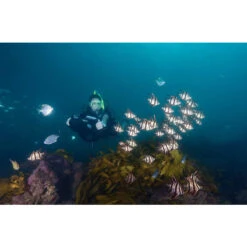 Propulsor Yamaha Seascooter RDS280 -Piscinas Artículos Tienda propulsor yamaha seascooter rds280 acuatico 1